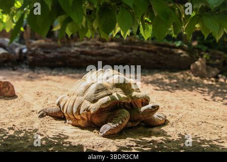 Tartaruga speronata africana che riposa sotto l'ombra dell'albero nell'habitat naturale Foto Stock