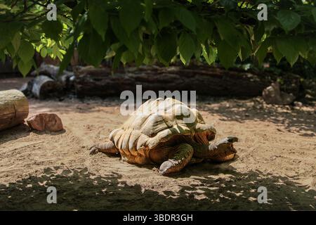 Tartaruga che riposa sotto l'ombra dell'albero nell'habitat naturale Foto Stock