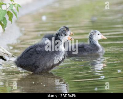 Una piccola coca eurasiatica (Fulica atra) in piedi vicino al bordo dello stagno a Mare Saint James, Bois de Boulogne, Parigi. Foto Stock
