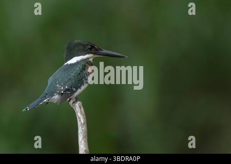 Amazon kingfisher, Chloroceryle amazona, adulto singolo arroccato sul ramo sul fiume, Laguna de Lagarto, Costa Rica, 2 aprile 2025 Foto Stock