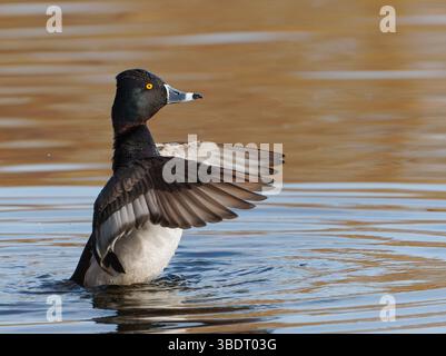 Anatra maschio con collo ad anello (Aythya collaris) in posizione verticale in acqua, battendo le ali, guardando a destra, spazio per la copia Foto Stock