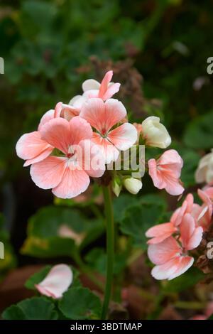 grappolo di delicata gru rosa o geranio nel giardino, bellezza naturale di fiori vibranti con una delicata messa a fuoco sullo sfondo Foto Stock