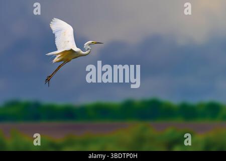 Airone bianco, grande Egret, vola sullo sfondo del prato. Uccello d'acqua nell'habitat naturale. La scena della fauna selvatica Foto Stock