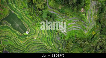 Vista aerea del campo di riso verde nella terrasse di tegalalang a Bali - Indonesia Foto Stock