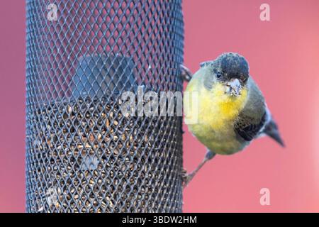 Un maschio adulto Goldfinch minore appeso ad un alimento per uccelli e che mangia. McClellan Ranch Preserve, Santa Clara County, California, Stati Uniti. Foto Stock