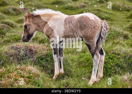 colta islandese pascolata in campagna. Penisola di Vatnsnes. Islanda Foto Stock