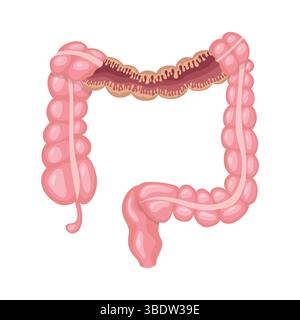Sezione trasversale che rivela la struttura interna dell'intestino crasso, caratterizzata dai coloni ascendente, trasversale, discendente e sigmoide, retto, an Illustrazione Vettoriale