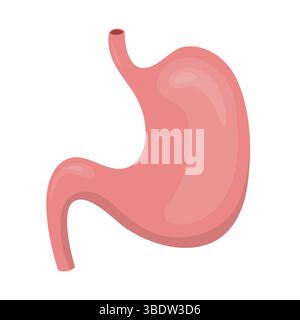 Illustrazione realistica dello stomaco umano sano che mostra il processo digestivo, promuovendo la consapevolezza della salute digestiva e fornendo risorse educative Illustrazione Vettoriale