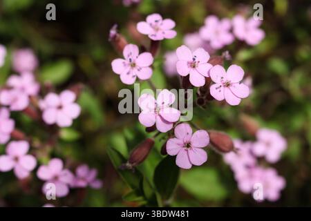 Saponaria ocimoides, il soapwort di roccia o Ted di tumbling Foto Stock