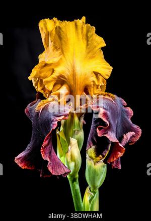 Giallo e Bordeaux con Iris barbuti su nero Foto Stock