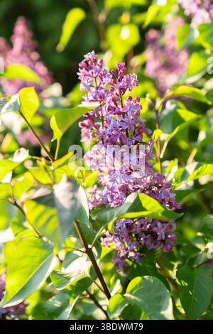 Lilac Bloom alla luce del sole dorato Foto Stock