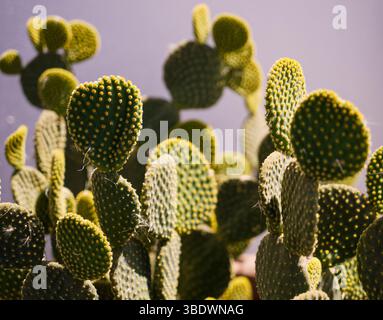 Bunny Ears Cactus in una pentola Foto Stock