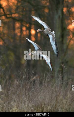 DATA RECORD NON DICHIARATA nach Sonnenuntergang... Graugänse * Anser anser * im Einflug zu ihren Schlafplätzen im Schilf, Paar, Pärchen, zwei fliegende Wildgänse vor Schöner, natürlicher Kulisse, Wildlife, Deutschland, Europa *** dopo il tramonto... Oche grigliate * Anser anser * volare ai loro galli nelle canne, coppia, due oche volanti davanti a uno splendido sfondo naturale, fauna selvatica, Germania, Europe Nordrhein-Westfalen Deutschland, Westeuropa Foto Stock