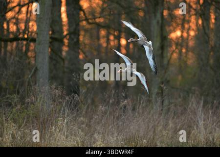 DATA RECORD NON DICHIARATA nach Sonnenuntergang... Graugänse * Anser anser * im Einflug zu ihren Schlafplätzen im Schilf, Paar, Pärchen, zwei fliegende Wildgänse vor Schöner, natürlicher Kulisse, Wildlife, Deutschland, Europa *** dopo il tramonto... Oche grigliate * Anser anser * volare ai loro galli nelle canne, coppia, due oche volanti davanti a uno splendido sfondo naturale, fauna selvatica, Germania, Europe Nordrhein-Westfalen Deutschland, Westeuropa Foto Stock