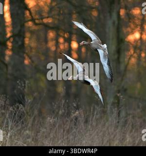 DATA RECORD NON DICHIARATA nach Sonnenuntergang... Graugänse * Anser anser * im Einflug zu ihren Schlafplätzen im Schilf, Paar, Pärchen, zwei fliegende Wildgänse vor Schöner, natürlicher Kulisse, Wildlife, Deutschland, Europa *** dopo il tramonto... Oche grigliate * Anser anser * volare ai loro galli nelle canne, coppia, due oche volanti davanti a uno splendido sfondo naturale, fauna selvatica, Germania, Europe Nordrhein-Westfalen Deutschland, Westeuropa Foto Stock