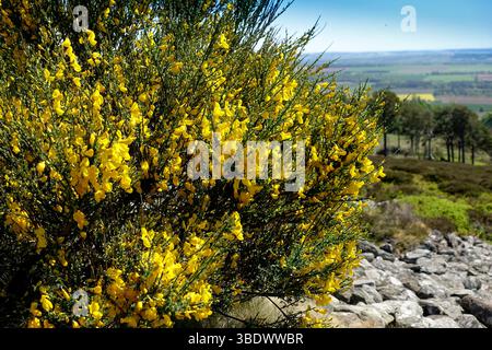 Gorse Bush Foto Stock