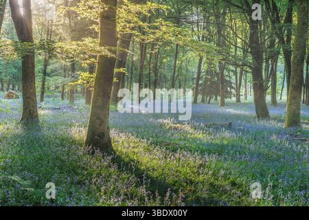 Un tranquillo scenario primaverile nel New Forest National Park, caratterizzato da un fitto tappeto di campanelli in fiore sotto alti alberi con la luce del sole che filtra attraverso Foto Stock