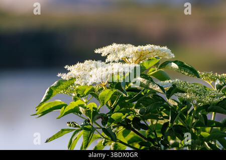 Gruppi di cremosi fiori di sambuco bianchi fioriscono in cima a un lussureggiante fogliame verde, i loro piccoli fiori a forma di stella che brillano nella luce soffusa. Conosciuto per il suo dolce fra Foto Stock