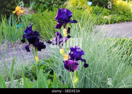 Iris con barba viola profonda in giardino Foto Stock