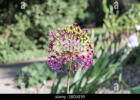 Primo piano di Allium Flower in Bloom – Abstract Nature Photography Foto Stock