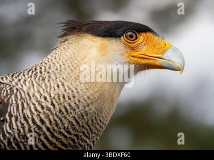 Vista ravvicinata di una caracara cresta meridionale (Caracara plancus) Foto Stock