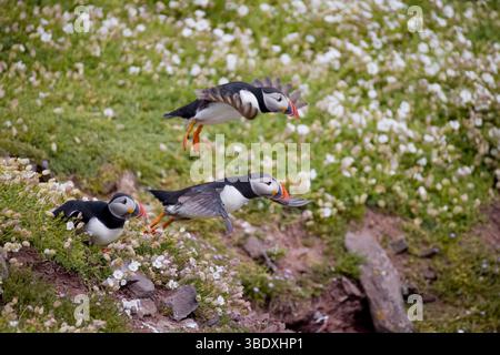 Atlantic Puffins decolla sull'isola di Skokholm, Galles Foto Stock