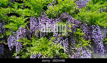 Due fiori primaverili profumati viola di Japanese Wisteria floribunda "Yae-Kokuryū" UK maggio Foto Stock