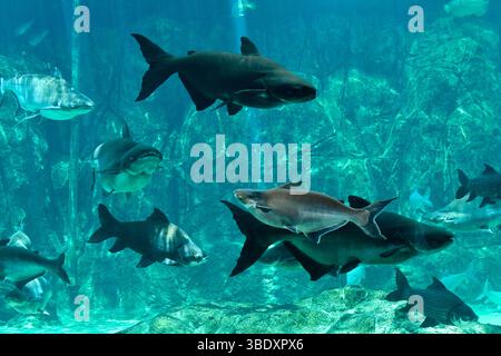 Il pesce gatto gigante Mekong nuota nell'acquario nel parco safari sul fiume Singapore, Singapore, Asia. Foto Stock