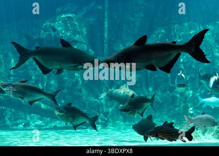 Il pesce gatto gigante Mekong nuota nell'acquario nel parco safari sul fiume Singapore, Singapore, Asia. Foto Stock