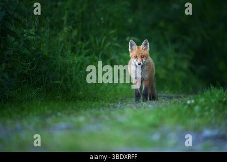 Una volpe rossa è in allerta nel suo territorio forestale. Con il suo spesso mantello arancione e lo sguardo affilato, questo predatore intelligente si fonde perfettamente con l'Europa selvaggia Foto Stock