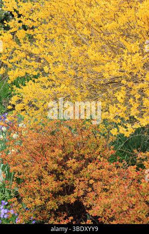 Forsythia e Spiraea japonica Magic Carpet arbusto piantato con Pulmonaria Lewis Palmer e narciso in un vivace giardino primaverile. REGNO UNITO Foto Stock