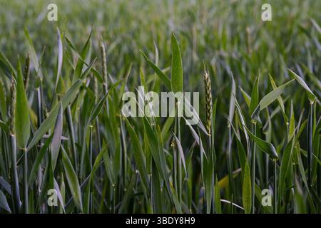 Un campo di grano verde in una fase iniziale di crescita nella stagione primaverile. Agricoltura, agronomia, ecologia, agricoltura biologica e tutela dell'ambiente. Foto Stock
