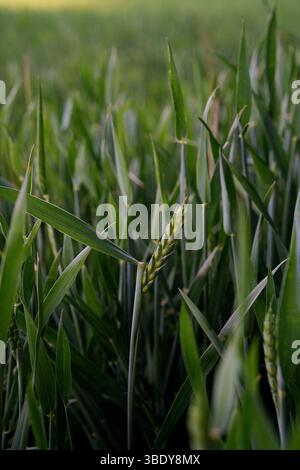 Agricoltura, agronomia, ecologia, agricoltura biologica e tutela dell'ambiente. Un campo di grano verde in una fase iniziale di crescita nella stagione primaverile. Foto Stock