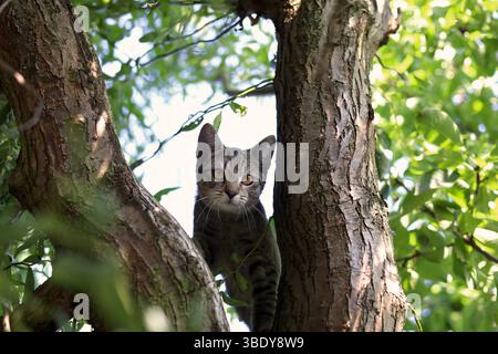 Piccolo gatto grigio con occhi arancioni seduto sul ramo dell'albero e fissando la telecamera Foto Stock