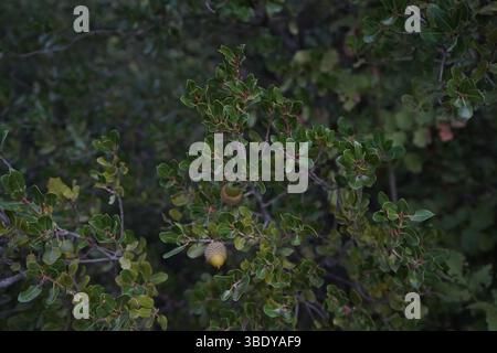 Quercus coccifera, la quercia kermes o comunemente conosciuta come quercia Palestina, è un arbusto di quercia o albero nella sezione Ilex del genere. Foto Stock