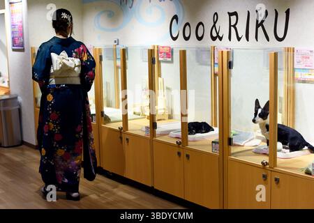 Negozio di animali domestici con cuccioli in vendita, quartiere Asakusa, Tokyo, Giappone, Asia. Foto Stock
