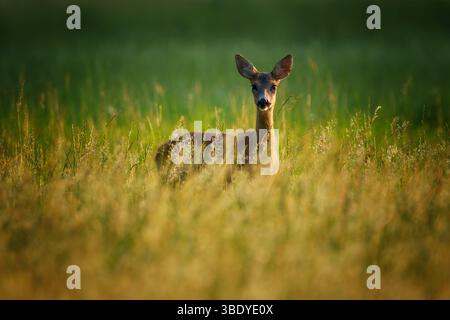 Un capriolo fa una pausa in un prato illuminato dal sole, le orecchie si aprono e gli occhi attenti. Comuni in tutta Europa, i caprioli sono noti per la loro eleganza, agilità ed el Foto Stock