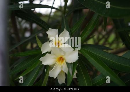 Nerium oleander comunemente noto come oleander o rosebay. è un arbusto o piccolo albero coltivato in tutto il mondo in aree temperate e subtropicali. Foto Stock