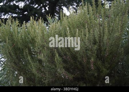 La Salvia rosmarinus, comunemente nota come rosmarino, è un arbusto con foglie profumate, sempreverdi, simili ad aghi e fiori bianchi, rosa, viola o blu. Foto Stock