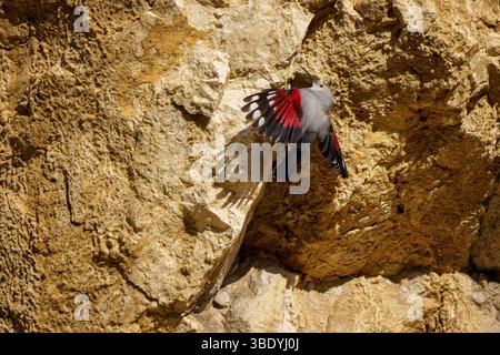 Il wallcreeper è un raro e sfuggente uccello di montagna con le sue ali color cremisi, spesso visto scalare le pareti rocciose verticali in cerca di insetti in aspro Foto Stock