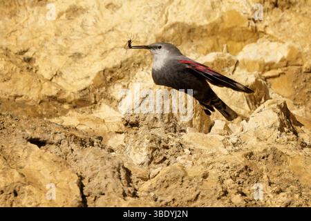Il wallcreeper è un raro e sfuggente uccello di montagna con le sue ali color cremisi, spesso visto scalare le pareti rocciose verticali in cerca di insetti in aspro Foto Stock
