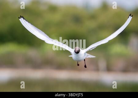 il gabbiano dalla testa nera si libra nell'aria con ali completamente estese, catturate a metà volo su uno sfondo naturale leggermente sfocato. T Foto Stock