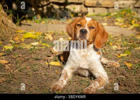 Lo splendido spagnolo della Bretagna riposa tranquillamente e guarda la macchina fotografica sulle foglie autunnali cadute in un giardino, con uno strato di marrone e bianco Foto Stock