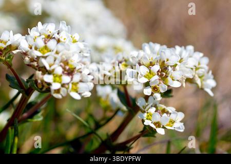 Scorbuto comune (cochlearia officinalis), ravvicinato di piccoli gruppi di fiori bianchi della costa che crescono sul bordo della scogliera, Scozia orientale. Foto Stock