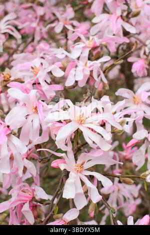 Magnolia x loebneri Leonard Messel arbusto deciduo, piccolo albero che mostra i caratteristici fiori rosa in primavera. REGNO UNITO Foto Stock