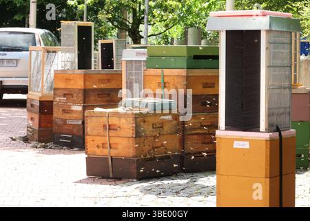 Bienen Besamungsaktion an der Hochschule Mittweida 24.05.2025, Mittweida, Hochschule Mittweida, Samstag und Sonntag Findet eine Besamungsaktion für Bienen an der Hochschule Mittweida statt. Sins und Zweck ist es Bienen zu züchten die gegen die Varroamilbe, die Weltweit für das sterben etlicher Bienenvölker verantwortlich ist, peccato resistente. Dafür versammelten sich heute und morgen Imker aus ganz Deutschland an der Hochschule Mittweida. Dabei ist das Vorgehen sehr Komplex. Zum einen müssen die Bienenkönigin sowie die Drohnen denen Sperma entnommen wird Reif sein und zum anderen ist für die Pro Foto Stock