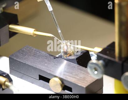 Bienen Besamungsaktion an der Hochschule Mittweida 24.05.2025, Mittweida, Hochschule Mittweida, Samstag und Sonntag Findet eine Besamungsaktion für Bienen an der Hochschule Mittweida statt. Sins und Zweck ist es Bienen zu züchten die gegen die Varroamilbe, die Weltweit für das sterben etlicher Bienenvölker verantwortlich ist, peccato resistente. Dafür versammelten sich heute und morgen Imker aus ganz Deutschland an der Hochschule Mittweida. Dabei ist das Vorgehen sehr Komplex. Zum einen müssen die Bienenkönigin sowie die Drohnen denen Sperma entnommen wird Reif sein und zum anderen ist für die Pro Foto Stock