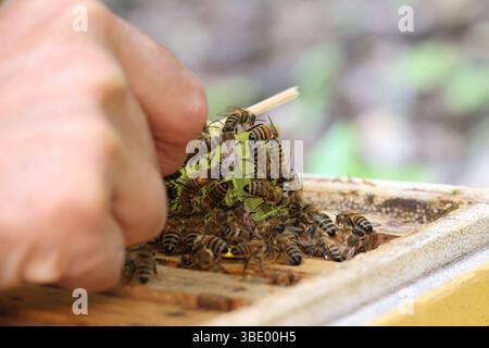 Bienen Besamungsaktion an der Hochschule Mittweida 24.05.2025, Mittweida, Hochschule Mittweida, Samstag und Sonntag Findet eine Besamungsaktion für Bienen an der Hochschule Mittweida statt. Sins und Zweck ist es Bienen zu züchten die gegen die Varroamilbe, die Weltweit für das sterben etlicher Bienenvölker verantwortlich ist, peccato resistente. Dafür versammelten sich heute und morgen Imker aus ganz Deutschland an der Hochschule Mittweida. Dabei ist das Vorgehen sehr Komplex. Zum einen müssen die Bienenkönigin sowie die Drohnen denen Sperma entnommen wird Reif sein und zum anderen ist für die Pro Foto Stock