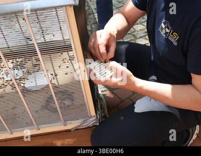 Bienen Besamungsaktion an der Hochschule Mittweida 24.05.2025, Mittweida, Hochschule Mittweida, Samstag und Sonntag Findet eine Besamungsaktion für Bienen an der Hochschule Mittweida statt. Sins und Zweck ist es Bienen zu züchten die gegen die Varroamilbe, die Weltweit für das sterben etlicher Bienenvölker verantwortlich ist, peccato resistente. Dafür versammelten sich heute und morgen Imker aus ganz Deutschland an der Hochschule Mittweida. Dabei ist das Vorgehen sehr Komplex. Zum einen müssen die Bienenkönigin sowie die Drohnen denen Sperma entnommen wird Reif sein und zum anderen ist für die Pro Foto Stock
