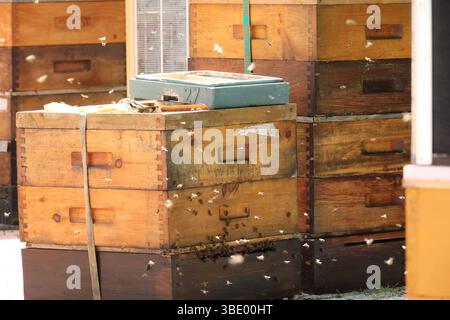 Bienen Besamungsaktion an der Hochschule Mittweida 24.05.2025, Mittweida, Hochschule Mittweida, Samstag und Sonntag Findet eine Besamungsaktion für Bienen an der Hochschule Mittweida statt. Sins und Zweck ist es Bienen zu züchten die gegen die Varroamilbe, die Weltweit für das sterben etlicher Bienenvölker verantwortlich ist, peccato resistente. Dafür versammelten sich heute und morgen Imker aus ganz Deutschland an der Hochschule Mittweida. Dabei ist das Vorgehen sehr Komplex. Zum einen müssen die Bienenkönigin sowie die Drohnen denen Sperma entnommen wird Reif sein und zum anderen ist für die Pro Foto Stock